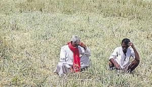Farmers from all sections and across Rajasthan have spoken about the “distress” and the “losses” they have faced in recent years. Issues related to the farming community are likely to hold centre stage in the campaign for assembly elections in the state, slated on December 7.(HT File Photo) Farmers from all sections and across Rajasthan have spoken about the “distress” and the “losses” they have faced in recent years. Issues related to the farming community are likely to hold centre stage in the campaign for assembly elections in the state, slated on December 7.(HT File Photo)