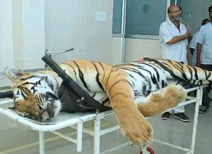 According to preliminary reports, Avni was killed only after she attacked staff members who were trying to tranquillise her.(AFP) According to preliminary reports, Avni was killed only after she attacked staff members who were trying to tranquillise her.(AFP)