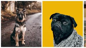 Remember to make Diwali a safe festival for yourself and for those around you(Dog pictures from Unsplash.com) Remember to make Diwali a safe festival for yourself and for those around you(Dog pictures from Unsplash.com)