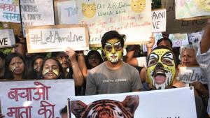 It is the depletion of forests that is bringing tigers more and more into contact with human civilisation.(Arvind Yadav/ HT FILE) It is the depletion of forests that is bringing tigers more and more into contact with human civilisation.(Arvind Yadav/ HT FILE)