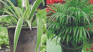There’s a wide variety of plants which not only produce oxygen and absorb carbon dioxide but also cleanse the air of pollutants such as benzene, formaldehyde, etc.(Jasjeet Plaha) There’s a wide variety of plants which not only produce oxygen and absorb carbon dioxide but also cleanse the air of pollutants such as benzene, formaldehyde, etc.(Jasjeet Plaha)