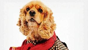 When pets are such an important part of most families, why should they be left behind? When pets are such an important part of most families, why should they be left behind?