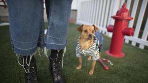Most residents with pets have plans of staying indoors with their pets to help them tide over the impact of noise pollution.(AP) Most residents with pets have plans of staying indoors with their pets to help them tide over the impact of noise pollution.(AP)