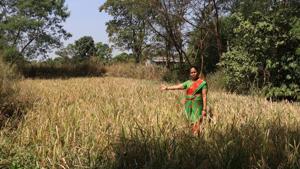 The Delhi government is loosening its purse strings for its politically crucial ‘PM-AASHA’ programme aimed at ensuring farmers earn higher prices.(HT Photo) The Delhi government is loosening its purse strings for its politically crucial ‘PM-AASHA’ programme aimed at ensuring farmers earn higher prices.(HT Photo)