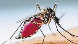 Dengue is caused by aedes mosquitos, which breed in stagnant water. Experts attribute the rise in dengue cases to change in weather, rainfall and water-logging.(Representative Image) Dengue is caused by aedes mosquitos, which breed in stagnant water. Experts attribute the rise in dengue cases to change in weather, rainfall and water-logging.(Representative Image)