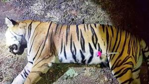 Photo released by the Maharashtra Forest Department on November 3 shows the dead body of Avni, the tiger known to hunters as T1 after being shot in the forests of India's Maharashtra state near Yavatmal.(AFP File Photo) Photo released by the Maharashtra Forest Department on November 3 shows the dead body of Avni, the tiger known to hunters as T1 after being shot in the forests of India's Maharashtra state near Yavatmal.(AFP File Photo)