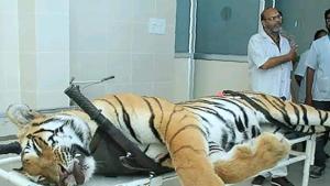 This picture taken on November 3, 2018 the body of the man-eating tigress T1 at a post mortem room at Gorewada Rescue Centre in Nagpur.(AFP) This picture taken on November 3, 2018 the body of the man-eating tigress T1 at a post mortem room at Gorewada Rescue Centre in Nagpur.(AFP)