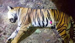 This handout photo released by the Maharashtra Forest Department on November 3, 2018 shows the dead body of the tiger known to hunters as T1 after being shot in the forests of India's Maharashtra state near Yavatmal. Avni, a man-eating tigeress that claimed more than a dozen victims in two years has been shot dead, sparking controversy over the legality of its killing.(AFP) This handout photo released by the Maharashtra Forest Department on November 3, 2018 shows the dead body of the tiger known to hunters as T1 after being shot in the forests of India's Maharashtra state near Yavatmal. Avni, a man-eating tigeress that claimed more than a dozen victims in two years has been shot dead, sparking controversy over the legality of its killing.(AFP)