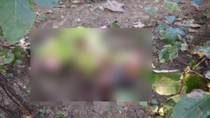 Sakhubai Kasture, 55, a resident of Pendhri village in Chandrapur, located around 160 km from Nagpur, had gone to work at a farm in the forest on Friday, an official at Patri police station said.(ANI Photo) Sakhubai Kasture, 55, a resident of Pendhri village in Chandrapur, located around 160 km from Nagpur, had gone to work at a farm in the forest on Friday, an official at Patri police station said.(ANI Photo)