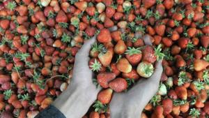 A woman has been charged after a “complex” investigation into an Australian strawberry scare where needles were found stuck into the fruit, police said Sunday, in a crisis that sparked nationwide panic.(Representative Image/HT File Photo) A woman has been charged after a “complex” investigation into an Australian strawberry scare where needles were found stuck into the fruit, police said Sunday, in a crisis that sparked nationwide panic.(Representative Image/HT File Photo)