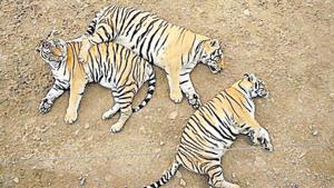 China has postponed the lifting of a ban on the trade of rhino horn and tiger parts for medicine and other uses, the government said on Monday.(Representative Image/AFP File Photo) China has postponed the lifting of a ban on the trade of rhino horn and tiger parts for medicine and other uses, the government said on Monday.(Representative Image/AFP File Photo)