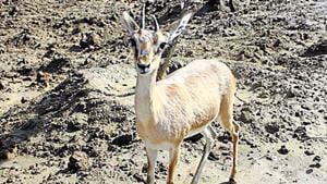 The Chinkara’s conservation status according to International Union for Conservation of Nature is ‘least concerned’ — two categories below vulnerable.(HT Photo / Representative Image) The Chinkara’s conservation status according to International Union for Conservation of Nature is ‘least concerned’ — two categories below vulnerable.(HT Photo / Representative Image)