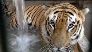 A three-year-old tiger was found dead at the Satkosia tiger reserve on Wednesday, according to a senior wildlife who said the animal may have died after being caught in a trap setup by poachers.(AP File Photo/Representative Image) A three-year-old tiger was found dead at the Satkosia tiger reserve on Wednesday, according to a senior wildlife who said the animal may have died after being caught in a trap setup by poachers.(AP File Photo/Representative Image)