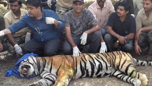 The injured tiger ST4 in Sariska forest range.(HT Photo) The injured tiger ST4 in Sariska forest range.(HT Photo)