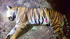 Avni was killed by hunter Asghar Ali Khan on November 2.(AFP/File Photo) Avni was killed by hunter Asghar Ali Khan on November 2.(AFP/File Photo)