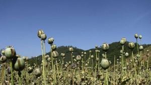 This file photo taken on April 11, 2017 shows Afghan farmers harvesting opium sap from a poppy field in the Gereshk district of Helmand.(AFP/Representative) This file photo taken on April 11, 2017 shows Afghan farmers harvesting opium sap from a poppy field in the Gereshk district of Helmand.(AFP/Representative)