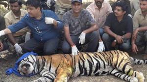 The post-mortem of the carcass was done the next day in the presence of tiger reserve officials.(HT Photo) The post-mortem of the carcass was done the next day in the presence of tiger reserve officials.(HT Photo)