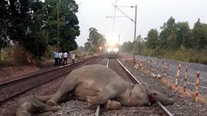 An elephant was killed on Wednesday morning when the Guwahati-Dibrugarh Intercity Express hit a herd crossing the railway track in Titabor of Assam’s Jorhat district.(HT File Photo/Representational Image) An elephant was killed on Wednesday morning when the Guwahati-Dibrugarh Intercity Express hit a herd crossing the railway track in Titabor of Assam’s Jorhat district.(HT File Photo/Representational Image)