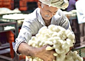 A farmer moves his silk cocoons during bidding at the government cocoon market in Ramnagara near Bengaluru.(Arijit Sen/HT Photo) A farmer moves his silk cocoons during bidding at the government cocoon market in Ramnagara near Bengaluru.(Arijit Sen/HT Photo)