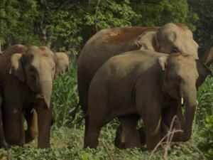 Ranchi, India - FILE PIX : Hird of wild elephant at Sonahatu in Ranchi. PHOTO FOR REPRESENTATIONAL PURPOSE(Photo/ Hindustan Times) Ranchi, India - FILE PIX : Hird of wild elephant at Sonahatu in Ranchi. PHOTO FOR REPRESENTATIONAL PURPOSE(Photo/ Hindustan Times)