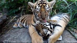 The cubs were just over two months old.(File Photo) The cubs were just over two months old.(File Photo)