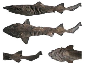 The Pygmy false catshark is currently known only from deep waters (200-1000m depth) and has a length of about 65cm.(K V Akhilesh/CMFRI) The Pygmy false catshark is currently known only from deep waters (200-1000m depth) and has a length of about 65cm.(K V Akhilesh/CMFRI)