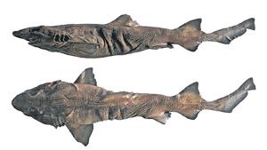 The Pygmy false catshark is about 65cm long and dark brown in colour without any prominent pattern.(HT Photo) The Pygmy false catshark is about 65cm long and dark brown in colour without any prominent pattern.(HT Photo)