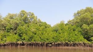 Mangrove cover in Ratnagiri saw a 25% rise from 2017.(HT FILE) Mangrove cover in Ratnagiri saw a 25% rise from 2017.(HT FILE)