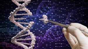 In a nutshell, we don’t know the limits of the new technologies, can’t guess what lifetime effects a single gene alteration will have on a single individual, and have no idea at all what effects alteration of genes in sperm or ova or a foetus will have on future generations(SHUTTERSTOCK) In a nutshell, we don’t know the limits of the new technologies, can’t guess what lifetime effects a single gene alteration will have on a single individual, and have no idea at all what effects alteration of genes in sperm or ova or a foetus will have on future generations(SHUTTERSTOCK)