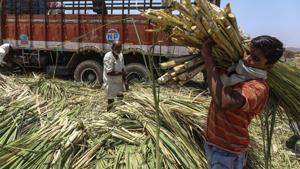 A deal on sugar would be the second such agricultural commodity agreement recently after China said it would import non-basmati rice, India’s ministry of commerce said.(Bloomberg) A deal on sugar would be the second such agricultural commodity agreement recently after China said it would import non-basmati rice, India’s ministry of commerce said.(Bloomberg)