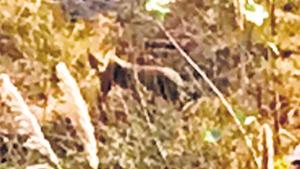 An unverified video grab shows an animal reportedly spotted by an anonymous person from the balcony of a hotel in Kasna.(Video grab) An unverified video grab shows an animal reportedly spotted by an anonymous person from the balcony of a hotel in Kasna.(Video grab)
