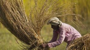 Farmers in Madhya Pradesh’s Mandsaur district are an angry lot due to falling prices of crops, among ither woes.(AP/Representative Image) Farmers in Madhya Pradesh’s Mandsaur district are an angry lot due to falling prices of crops, among ither woes.(AP/Representative Image)