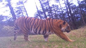 Researchers have found a promising tiger population in the upper reaches of Dibang Valley in Arunachal Pradesh. Researchers have found a promising tiger population in the upper reaches of Dibang Valley in Arunachal Pradesh.