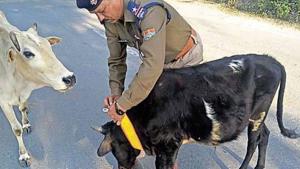 A policeman tying a radium collar around a cow’s neck .(HT Photo) A policeman tying a radium collar around a cow’s neck .(HT Photo)