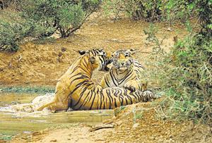 A tiger couple fondle by rubbing heads, cheeks and the flanks of their bodies, as the tigress encourages the tiger to mate.(Photo by Valmik Thapar, from his book The Sex Life Of Tigers) A tiger couple fondle by rubbing heads, cheeks and the flanks of their bodies, as the tigress encourages the tiger to mate.(Photo by Valmik Thapar, from his book The Sex Life Of Tigers)