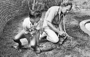 Reptile expert Romulus Whitaker measuring a crocodile at his crocodile enclosure in Madras (Chennai) in August 1977.(The LIFE Images Collection/Getty) Reptile expert Romulus Whitaker measuring a crocodile at his crocodile enclosure in Madras (Chennai) in August 1977.(The LIFE Images Collection/Getty)