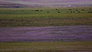 Alpine aster growing wild on the grasslands. Gers in the background. Alpine aster growing wild on the grasslands. Gers in the background.