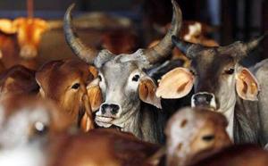 The Yogi Adityanath government also plans to set up a sex-sorted semen production centre in Hapur in collaboration with a US-based company all to ensure that cows delivered only female calves.(Reuters file photo) The Yogi Adityanath government also plans to set up a sex-sorted semen production centre in Hapur in collaboration with a US-based company all to ensure that cows delivered only female calves.(Reuters file photo)