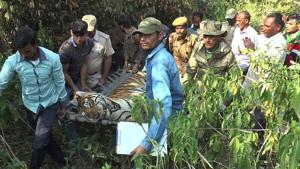 Sariska tiger ST-4 was found dead on Sunday morning. It was cremated after autopsy.(HT Photo) Sariska tiger ST-4 was found dead on Sunday morning. It was cremated after autopsy.(HT Photo)