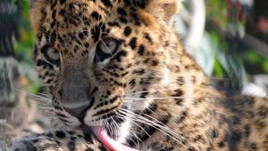 A leopard at Chilla range of Rajaji Tiger Reserve in Rishikesh.(HT File Photo) A leopard at Chilla range of Rajaji Tiger Reserve in Rishikesh.(HT File Photo)