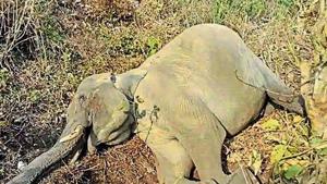 Elephants have died due to varied reasons ranging from tiger attacks, falling from hills to electrocution(HT Photo) Elephants have died due to varied reasons ranging from tiger attacks, falling from hills to electrocution(HT Photo)