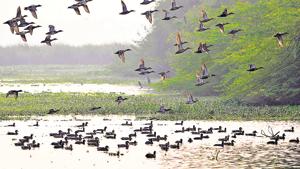 According to an official, the availability of fresh water and habitat improvement at the Okhla Bird Sancturay has paid off and resulted in birds choosing this area for nesting.(Sunil Ghosh / HT Photo) According to an official, the availability of fresh water and habitat improvement at the Okhla Bird Sancturay has paid off and resulted in birds choosing this area for nesting.(Sunil Ghosh / HT Photo)