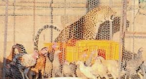 The leopard entered the cage to feed on chickens, said villagers.(HT) The leopard entered the cage to feed on chickens, said villagers.(HT)