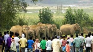 Herd of wild elephants surrounded by villagers at Sonahatu village under Bundu block in Ranchi district(Representative photo) Herd of wild elephants surrounded by villagers at Sonahatu village under Bundu block in Ranchi district(Representative photo)
