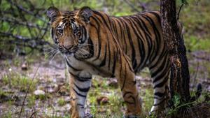 According to local forest and administrative officials, villagers have sighted the tigresses at 27 places in the past three months(HT File) According to local forest and administrative officials, villagers have sighted the tigresses at 27 places in the past three months(HT File)