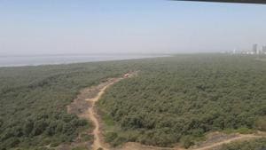 NThe committee will oversee directions passed by the Bombay high court (HC) in its landmark order from September 17, directing a total freeze towards mangrove destruction and to safeguarding mangrove trees across Maharashtra.(HT FILE PHOTO) NThe committee will oversee directions passed by the Bombay high court (HC) in its landmark order from September 17, directing a total freeze towards mangrove destruction and to safeguarding mangrove trees across Maharashtra.(HT FILE PHOTO)