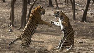 The highlight of the film festival will be the film ‘Clash of Tigers’, which will hold its India premier at Balgandharva Rangmandir on January 3 at 6pm.(HT PHOTO) The highlight of the film festival will be the film ‘Clash of Tigers’, which will hold its India premier at Balgandharva Rangmandir on January 3 at 6pm.(HT PHOTO)
