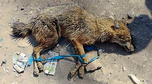 The animal was taken to Thane Society for Prevention of Cruelty to Animals (TSPCA) for treatment(Vanashakti) The animal was taken to Thane Society for Prevention of Cruelty to Animals (TSPCA) for treatment(Vanashakti)