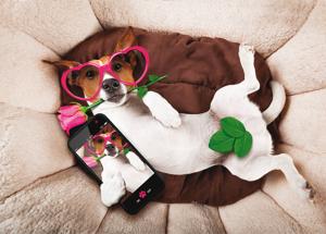 Can a dating app help find a “good mate” for a handsome dog, not a “half-breed”?(Shutterstock) Can a dating app help find a “good mate” for a handsome dog, not a “half-breed”?(Shutterstock)