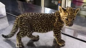 The leopard cub, weighing 2.4kg, lost two of his siblings in the Ahmednagar fire. He was brought to Mumbai after his mother refused to take him back.(HT Photo) The leopard cub, weighing 2.4kg, lost two of his siblings in the Ahmednagar fire. He was brought to Mumbai after his mother refused to take him back.(HT Photo)